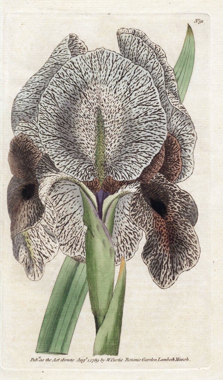 Iris de Charlcedoine lub Susa - Litografia Jamesa Sowerby
