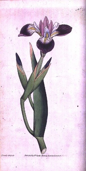 Iris vericolour, tablica 21 z „The Botanical Magazine” Williama Curtisa (lub „Flower Garden Displayed”), grawerowana przez artystę, wyd. 1787 (grawerowanie) autorstwa James Sowerby