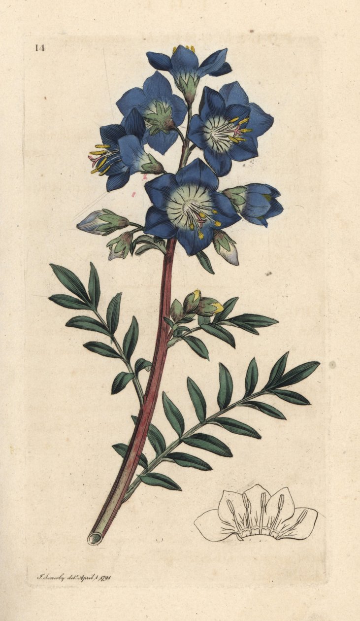 Drabina Jakuba lub waleriana grecka, Polemonium caeruleum Odręczny miedzioryt według ilustracji Jamesa Sowerby