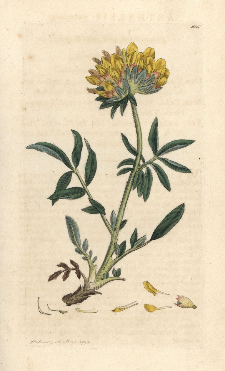 polish autorstwa James Sowerby