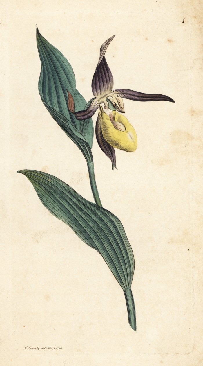 Storczyk damski, Cypripedium calceolus. Miedzioryt ręcznie kolorowany według ilustracji autorstwa Jamesa Sowerby