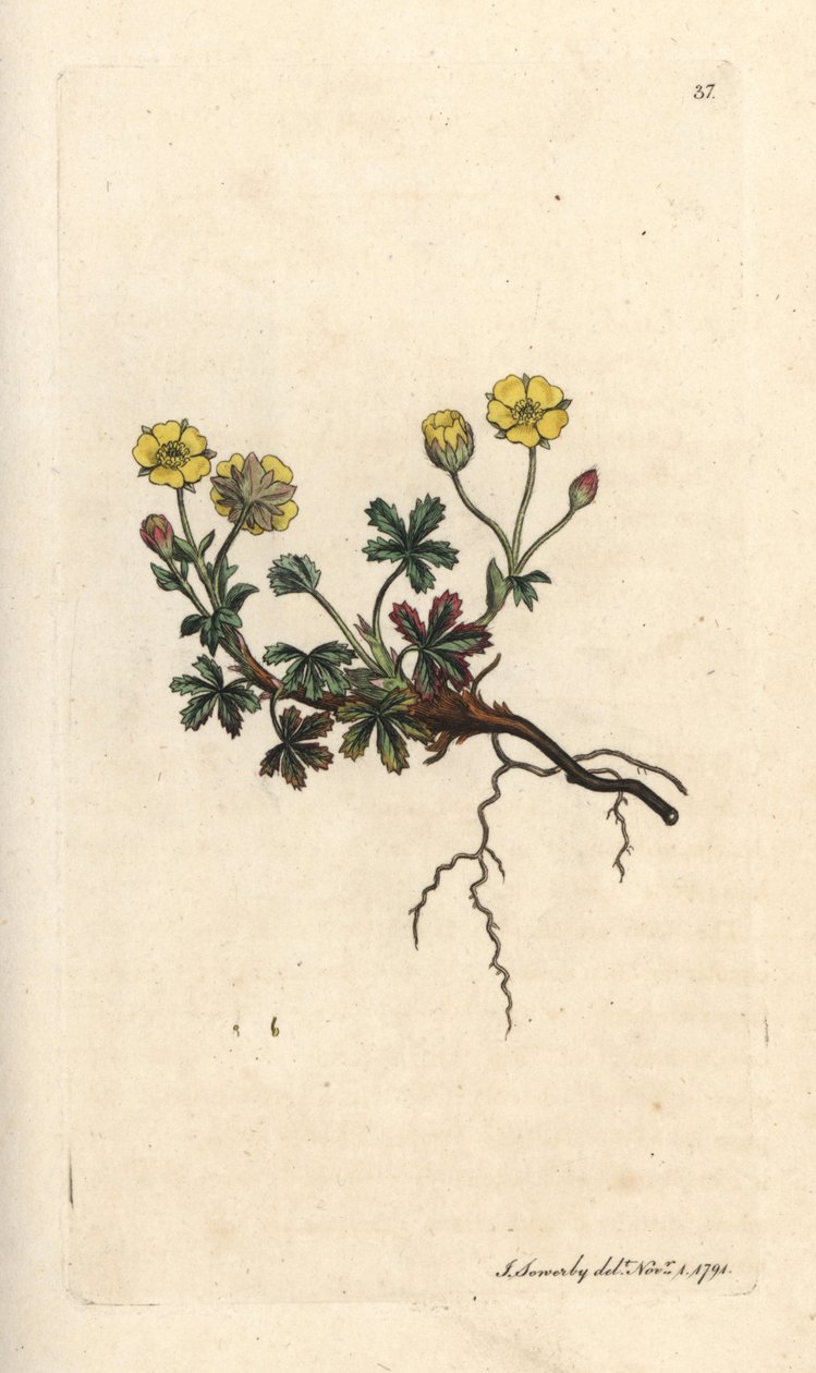 Potentilla wielkokwiatowa, Potentilla grandiflora (Spring pięciornik, Potentilla verna) (pięciornik) Ręcznie kolorowany miedzioryt według ilustracji Jamesa Sowerby