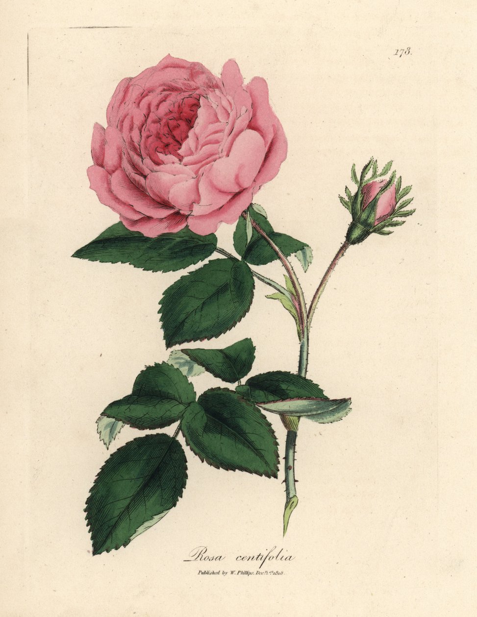 Duża różowa stulistna róża, Rosa centifolia autorstwa James Sowerby