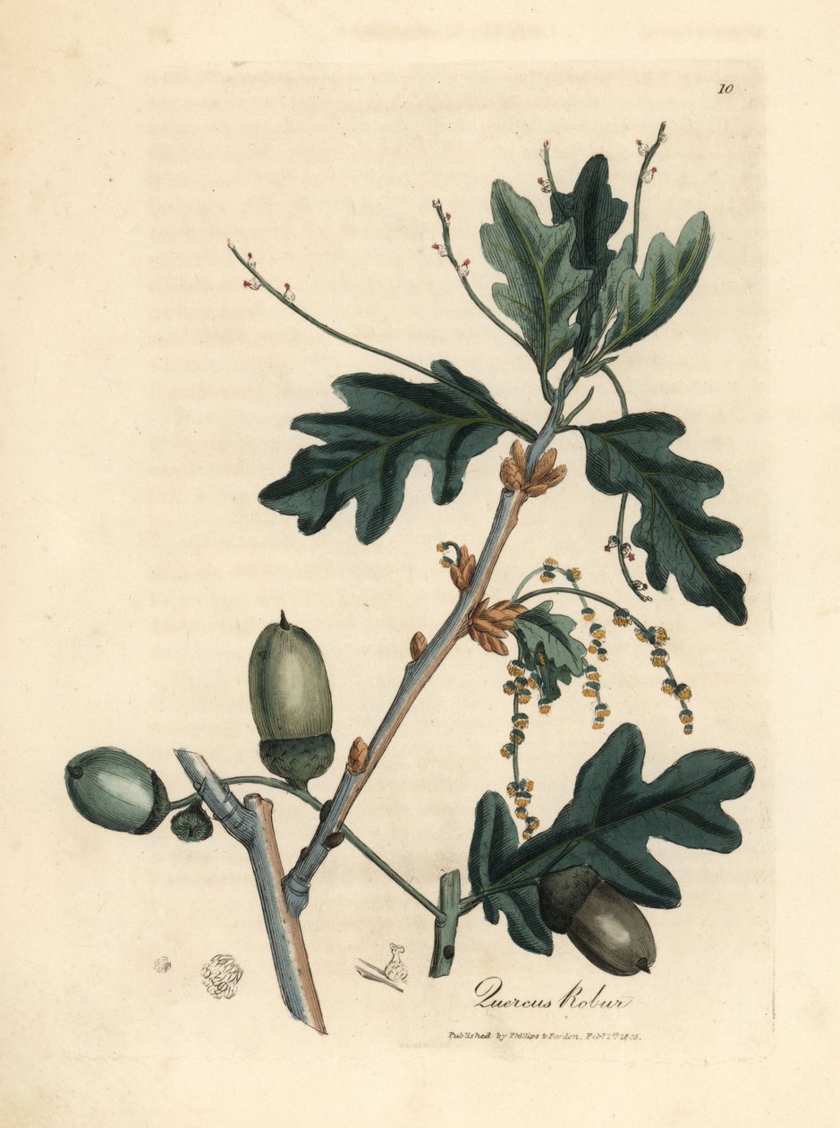 Liście i żołędzie dębu szypułkowego Quercus robur autorstwa James Sowerby