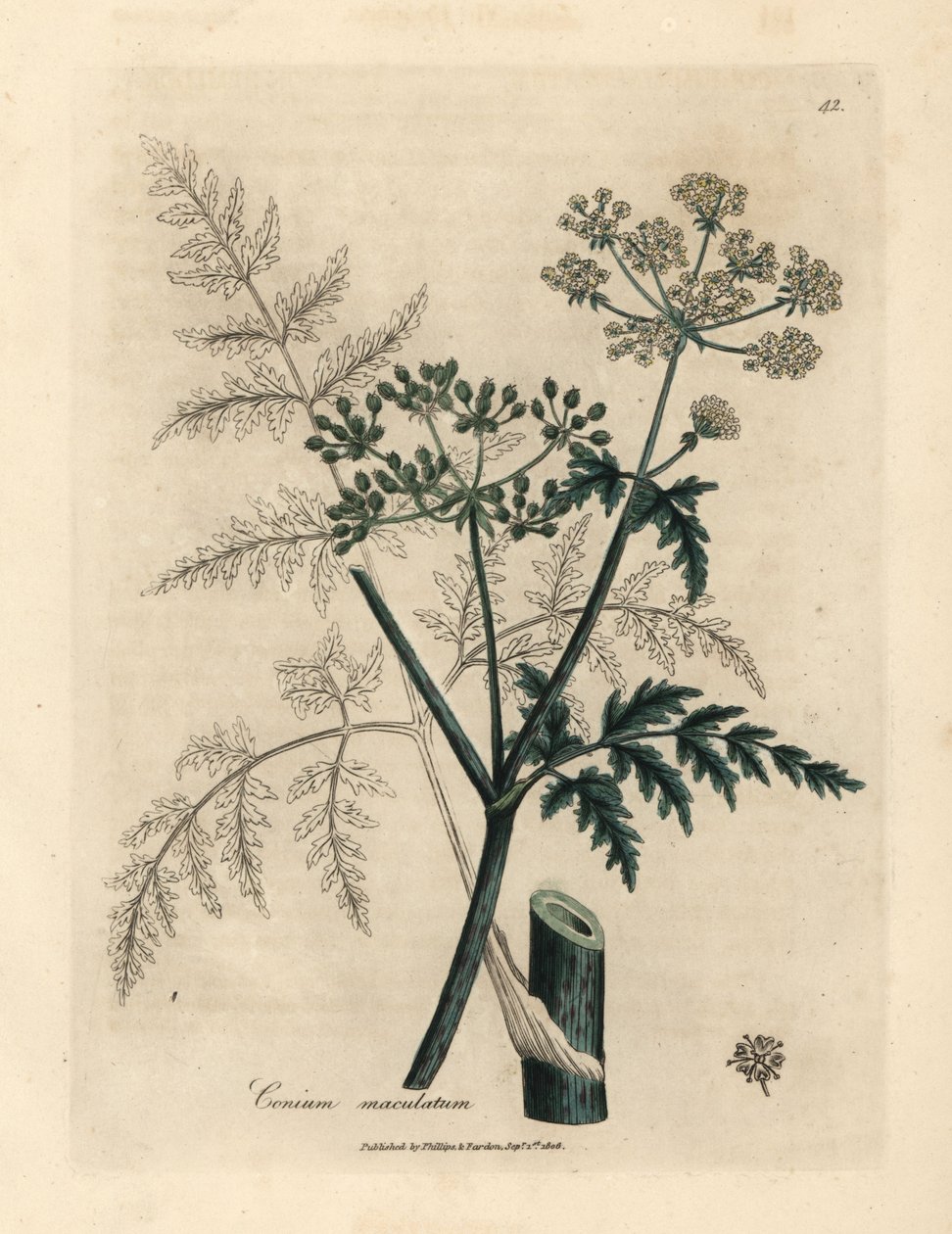 Liście i kwiaty cykuty, Conium maculatum autorstwa James Sowerby