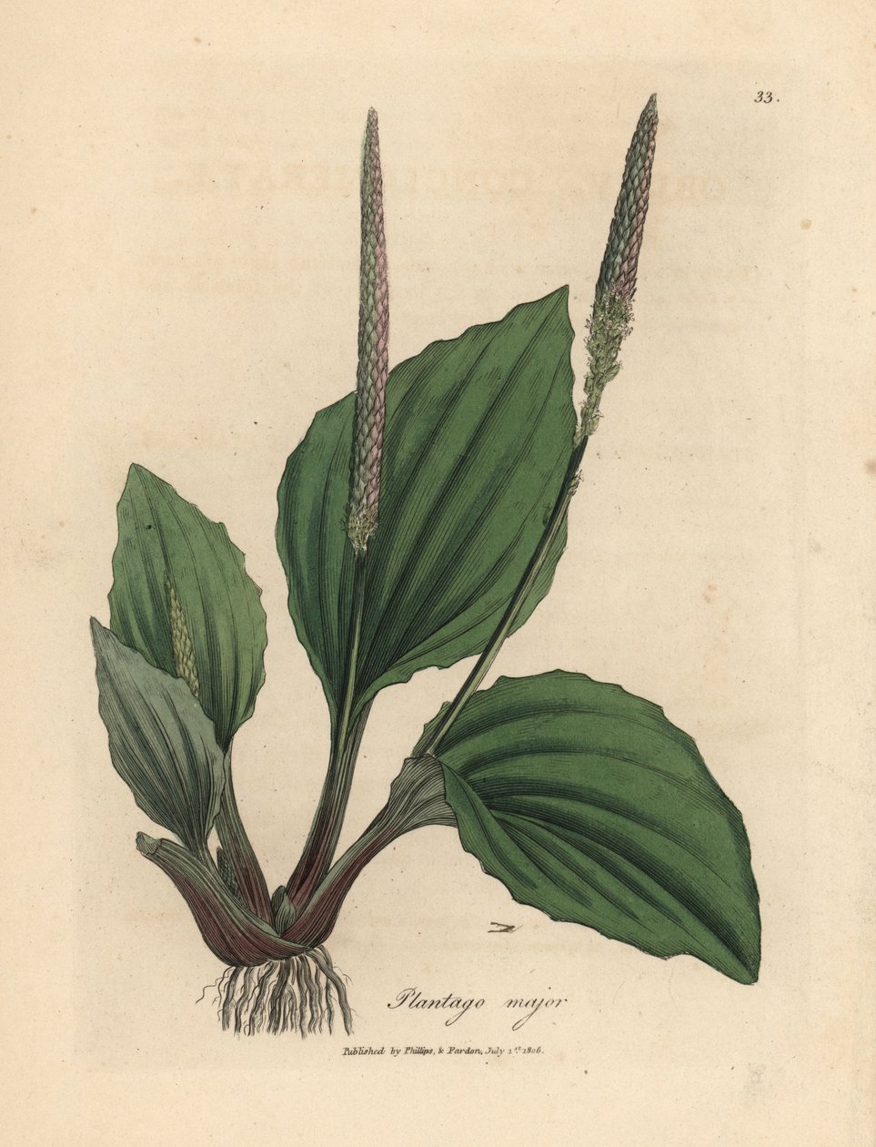 Liście i kwiaty babki lancetowatej, Plantago major autorstwa James Sowerby