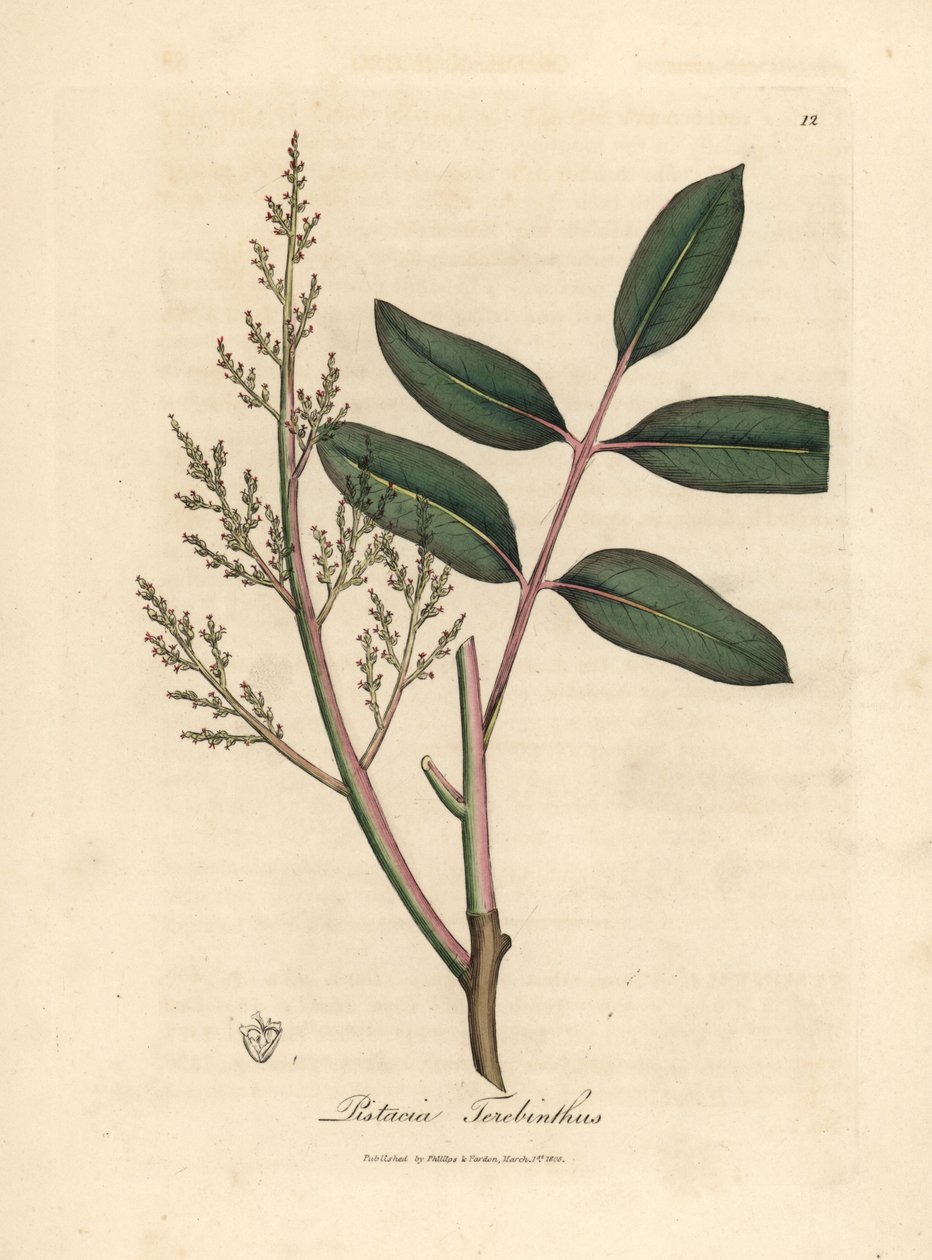 Liście i kwiaty drzewa chian lub terpentyny cypryjskiej, Pistacia terebinthus autorstwa James Sowerby