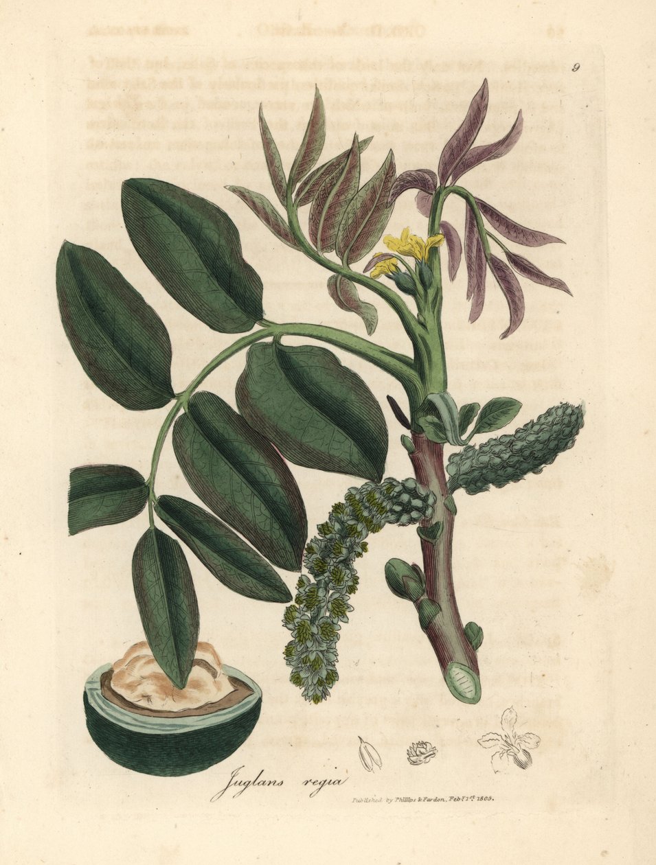 Liście, żółty kwiat i orzech pospolitego drzewa orzechowego, Juglans regia autorstwa James Sowerby