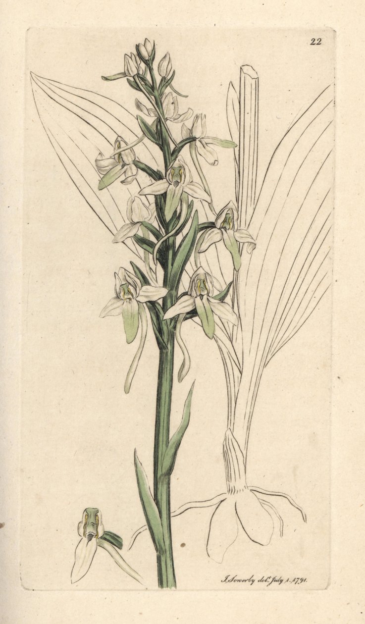 polish autorstwa James Sowerby