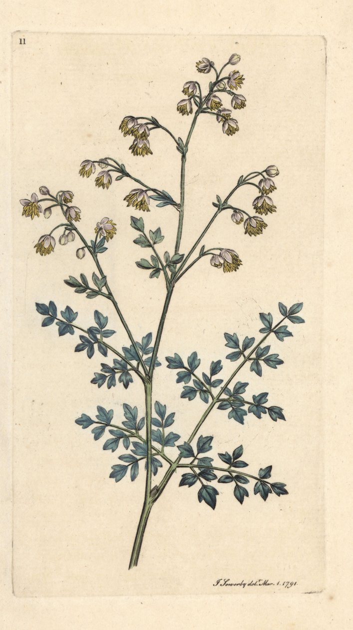 Mała łąka, Thalictrum minus. Miedzioryt ręcznie kolorowany według ilustracji autorstwa Jamesa Sowerby