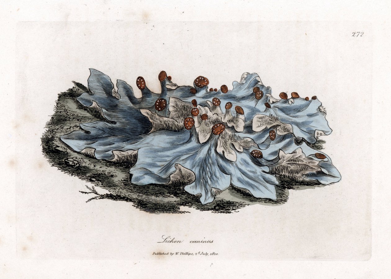 Lichen variete - Popielato mielony wątrobowiec, Lichen caninus. Ręcznie kolorowany miedzioryt z ilustracji botanicznej autorstwa Jamesa Sowerby