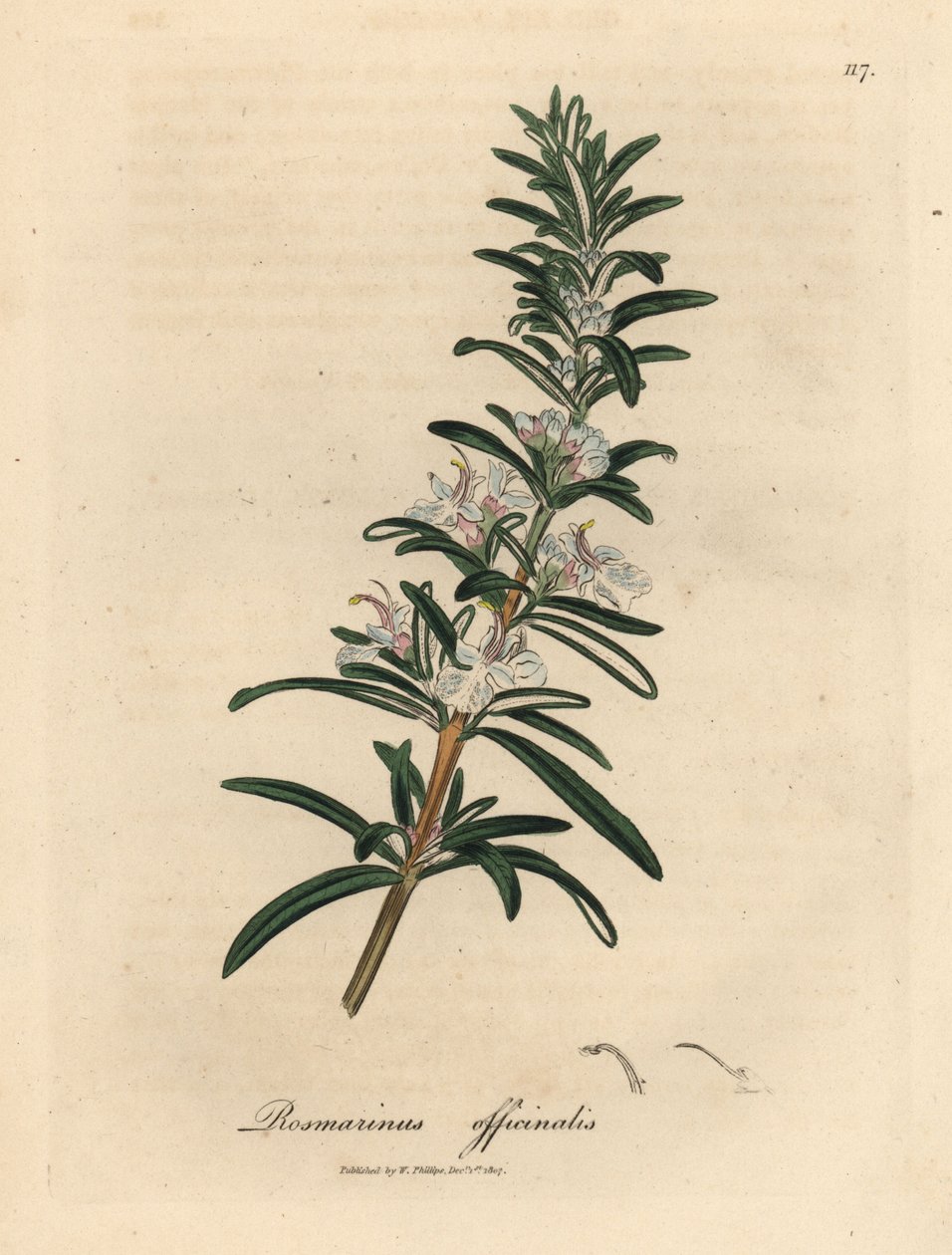 Jasnoniebieski kwitnący rozmaryn, Rosmarinus officinalis autorstwa James Sowerby
