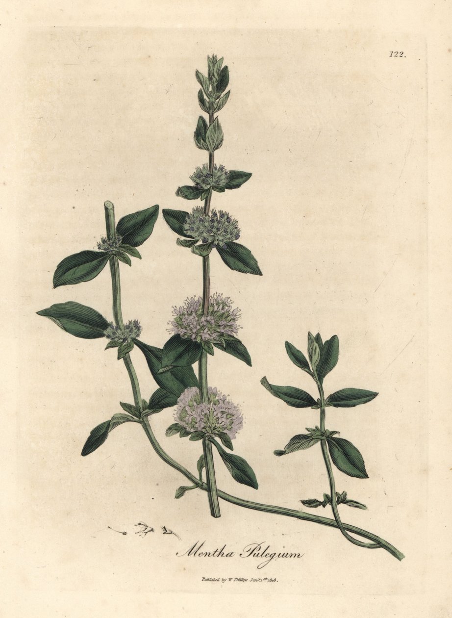 Pennyroyal mint o kwiatach bzu, koło pasowe Mentha autorstwa James Sowerby