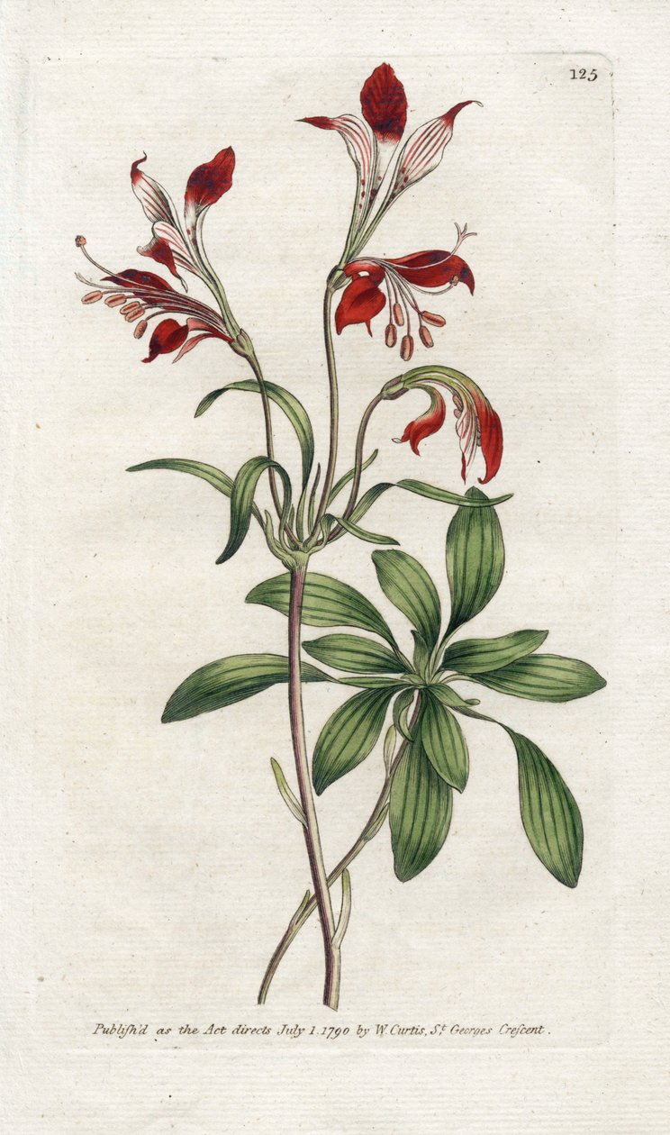Lily of the Incas lub Perou Lys - litografia Jamesa Sowerby