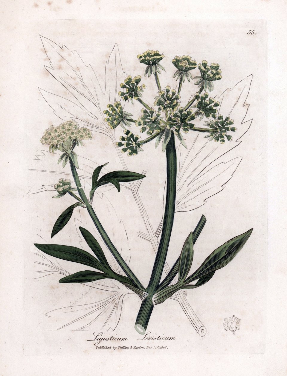 Liveche (Ligustium levisium) lub ból górski. Miedzioryt ręcznie kolorowany na podstawie ilustracji autorstwa Jamesa Sowerby