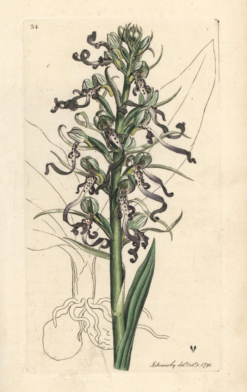 Orchidea jaszczurki, Himantoglossum hircinum (jaszczurka satyrion lub ochis, Satyrium hircinum). Miedzioryt ręcznie kolorowany według ilustracji autorstwa Jamesa Sowerby
