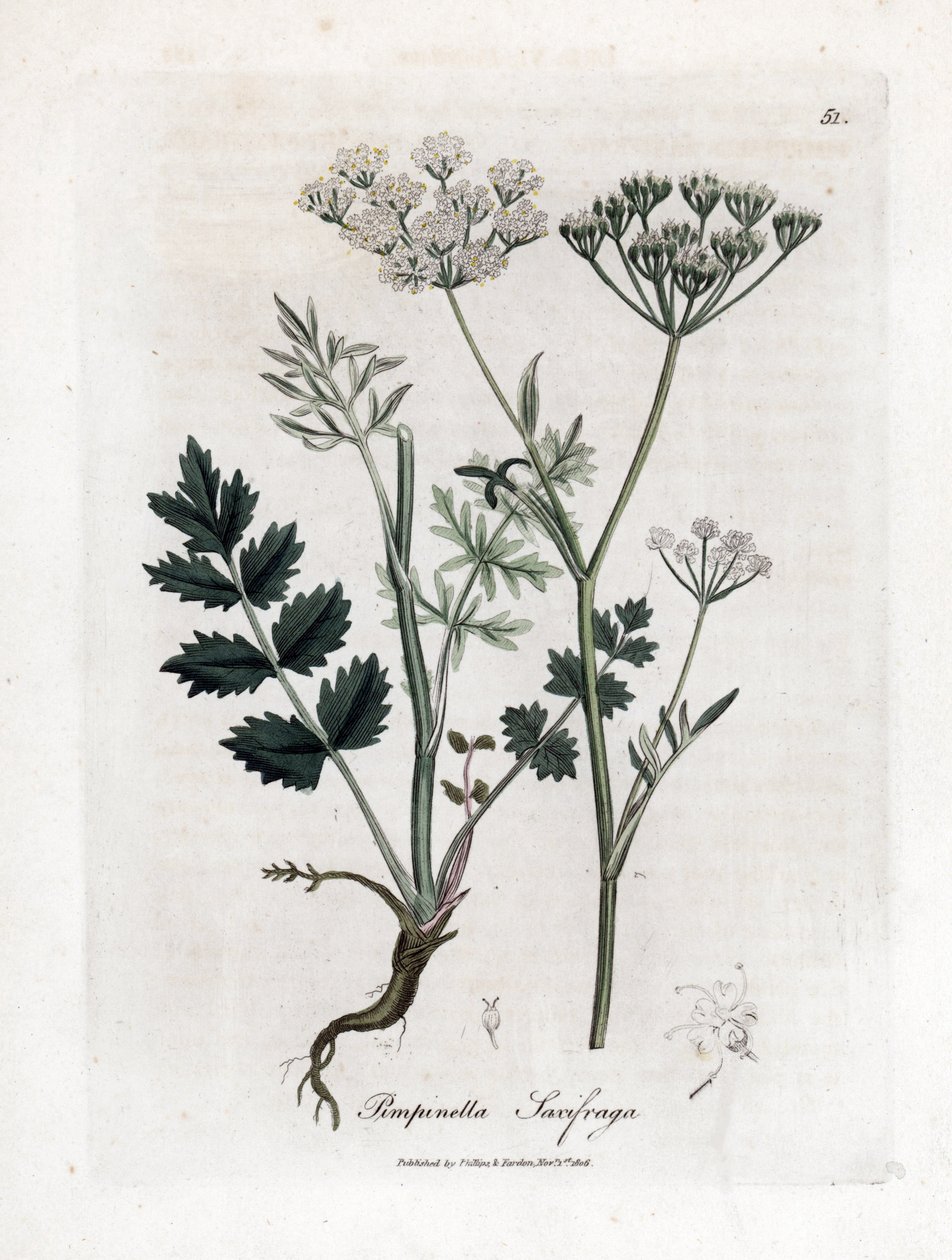 Locage skalnica - Burnet skalnica, Pimpinella saxifraga. Ręcznie kolorowany miedzioryt z ilustracji botanicznej autorstwa Jamesa Sowerby