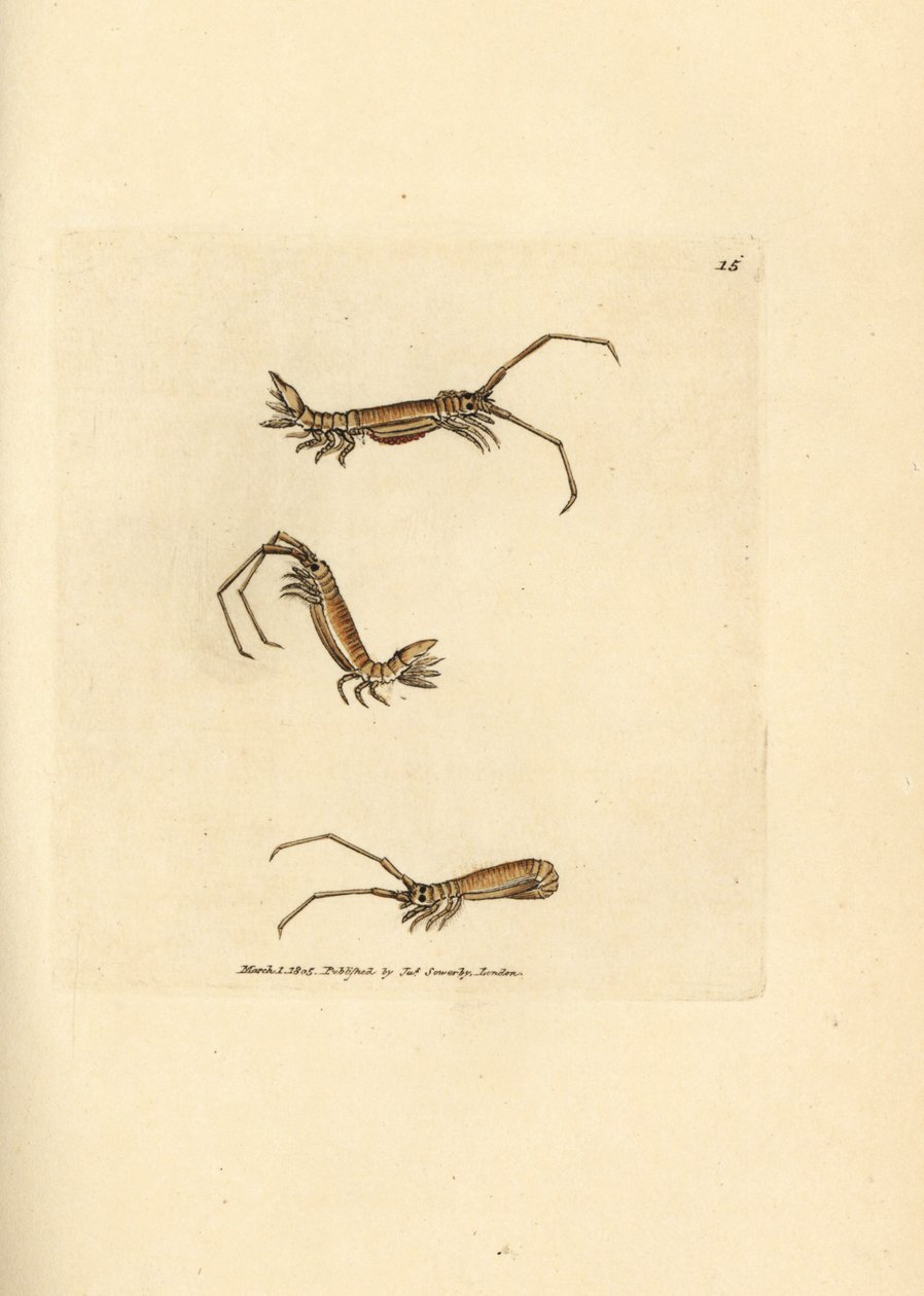 Równonog z długim rogiem, Astacilla longicornis (Oniscus longicornis). Miedzioryt ręcznie barwiony autorstwa Jamesa Sowerby
