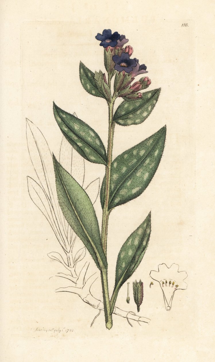 Miedzioryt, Pulmonaria officinalis (płucny) Miedzioryt ręcznie kolorowany według ilustracji Jamesa Sowerby