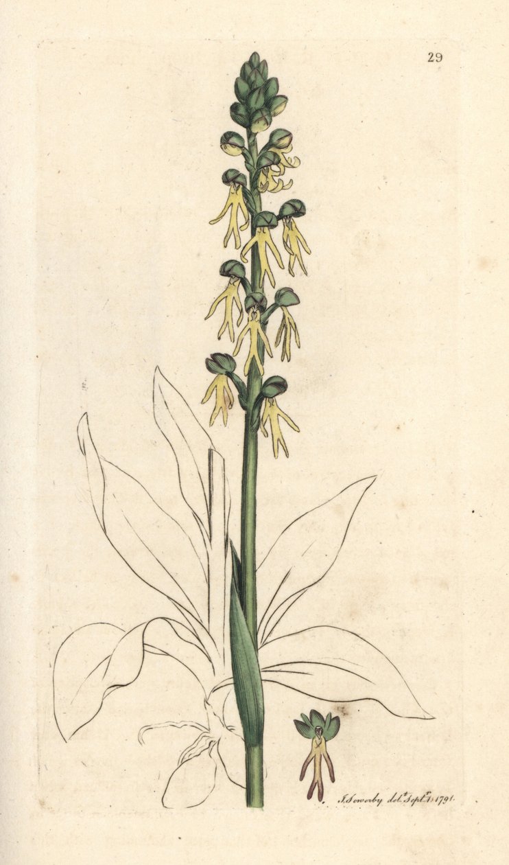 Orchidea człowieka, Orchis antropofora (orchis człowieka zielonego, Ophrys antropofora). Miedzioryt ręcznie kolorowany według ilustracji autorstwa Jamesa Sowerby
