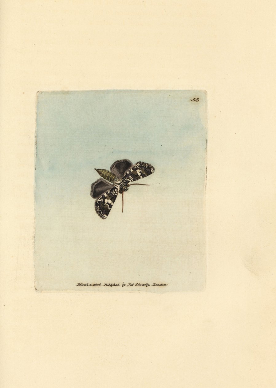 Ćma koronkowa marmurkowa, Hadena confusa (Phalaena x-scriptum). Miedzioryt ręcznie barwiony autorstwa Jamesa Sowerby