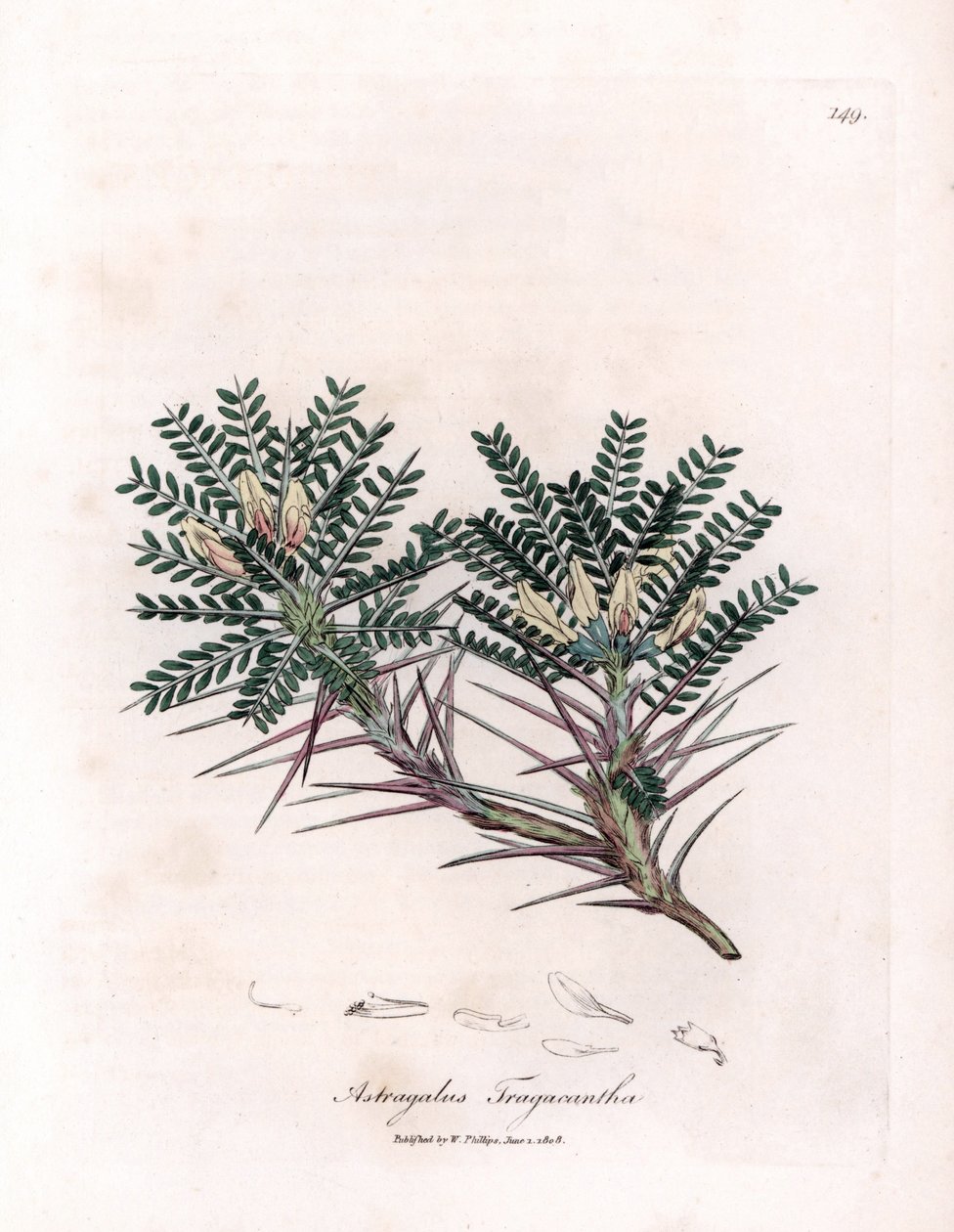 Marseille Astragalus lub poduszka matki - Wyka mleczna koziego ciernia, Astragalus tragacantha. Ręcznie kolorowany miedzioryt z ilustracji botanicznej Jamesa Sowerby