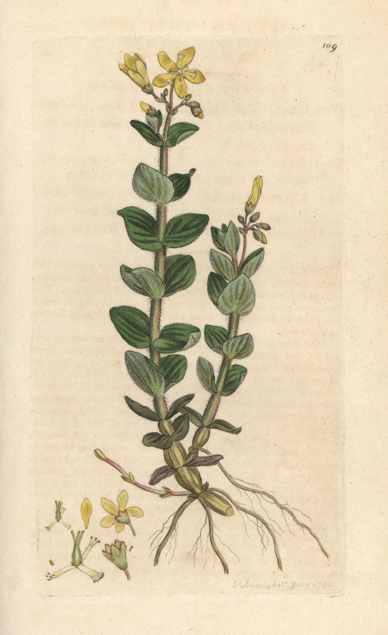 Dziurawiec bagienny, Hypericum elodes (dziurawiec zwyczajny) Ręcznie kolorowany miedzioryt według ilustracji Jamesa Sowerby