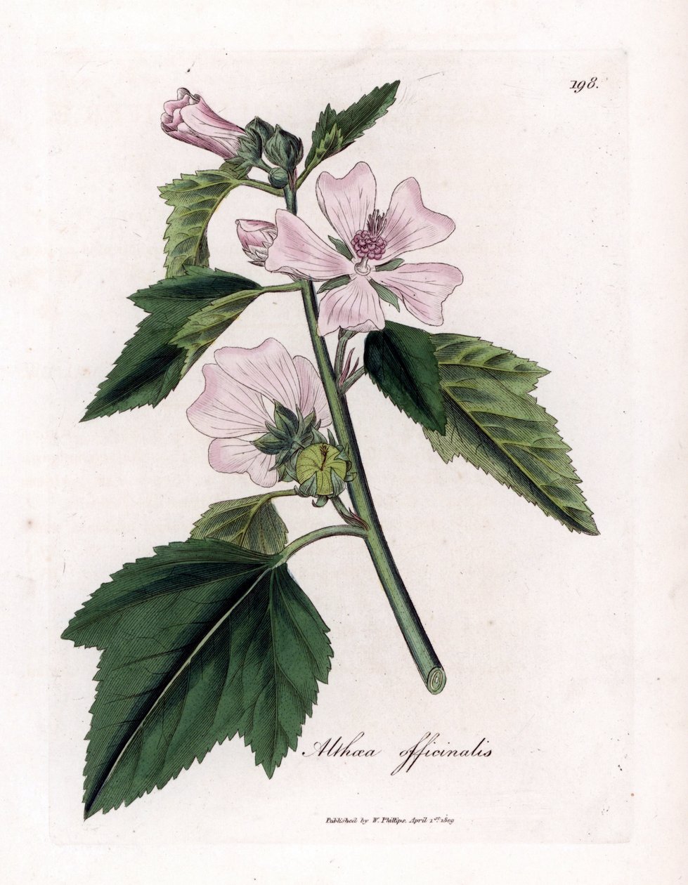 Marshmallow officinale lub dzikie lub białe fioletowe prawoślaz lekarski, Althaea officinalis. Ręcznie kolorowany miedzioryt z ilustracji botanicznej autorstwa Jamesa Sowerby