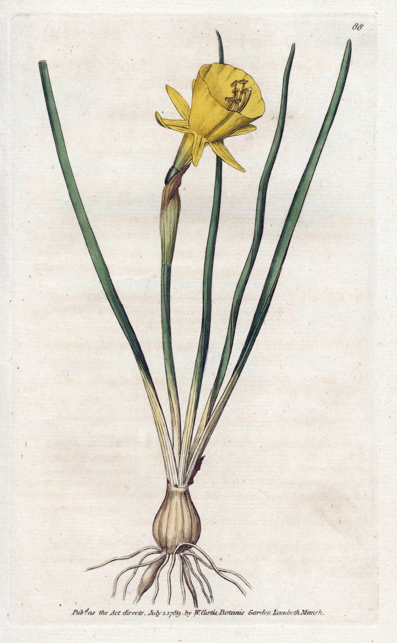 Trąbka Meduzy - litografia Jamesa Sowerby