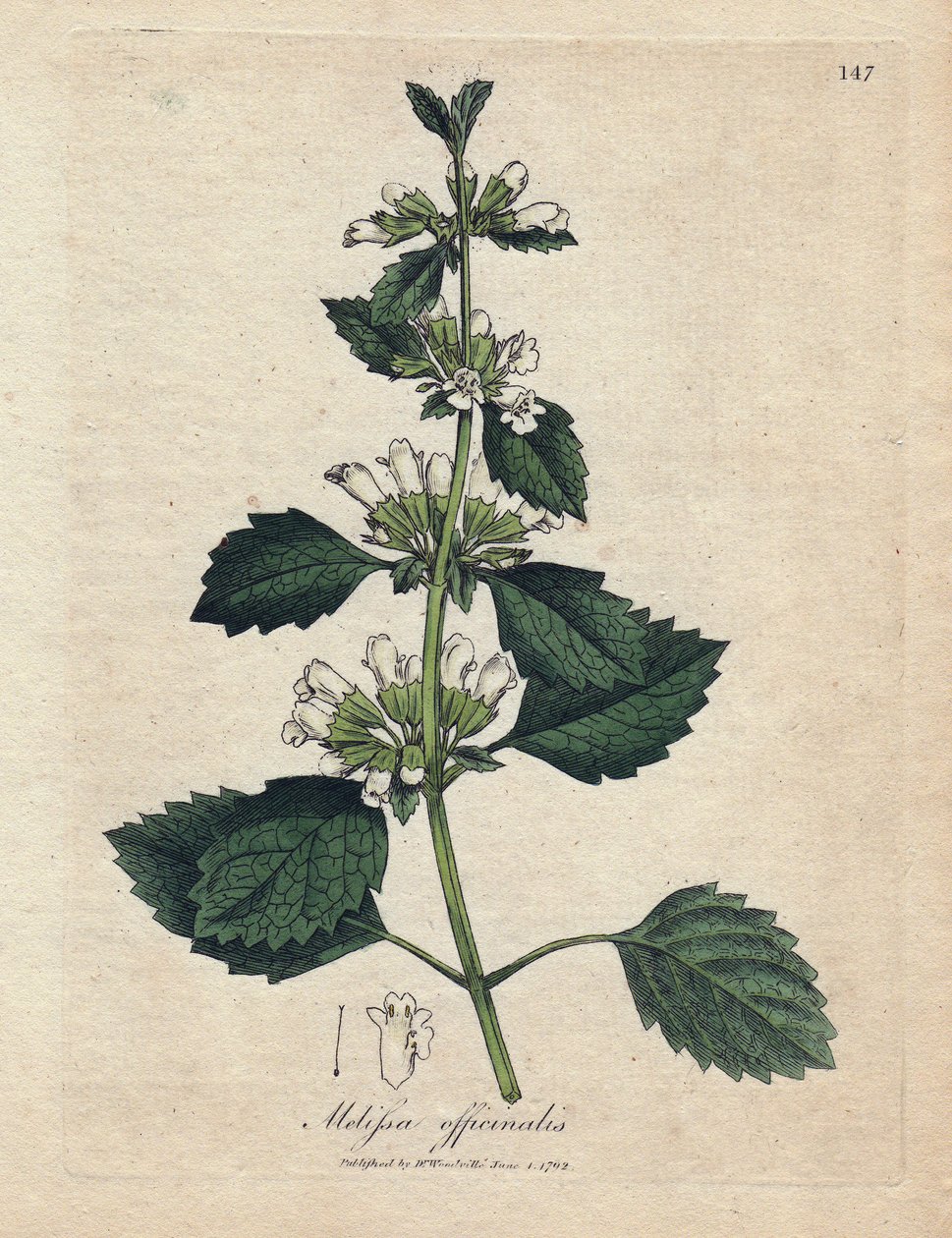 Melissa officinale (Melissa officinalis). Miedzioryt ręcznie kolorowany na podstawie ilustracji autorstwa Jamesa Sowerby