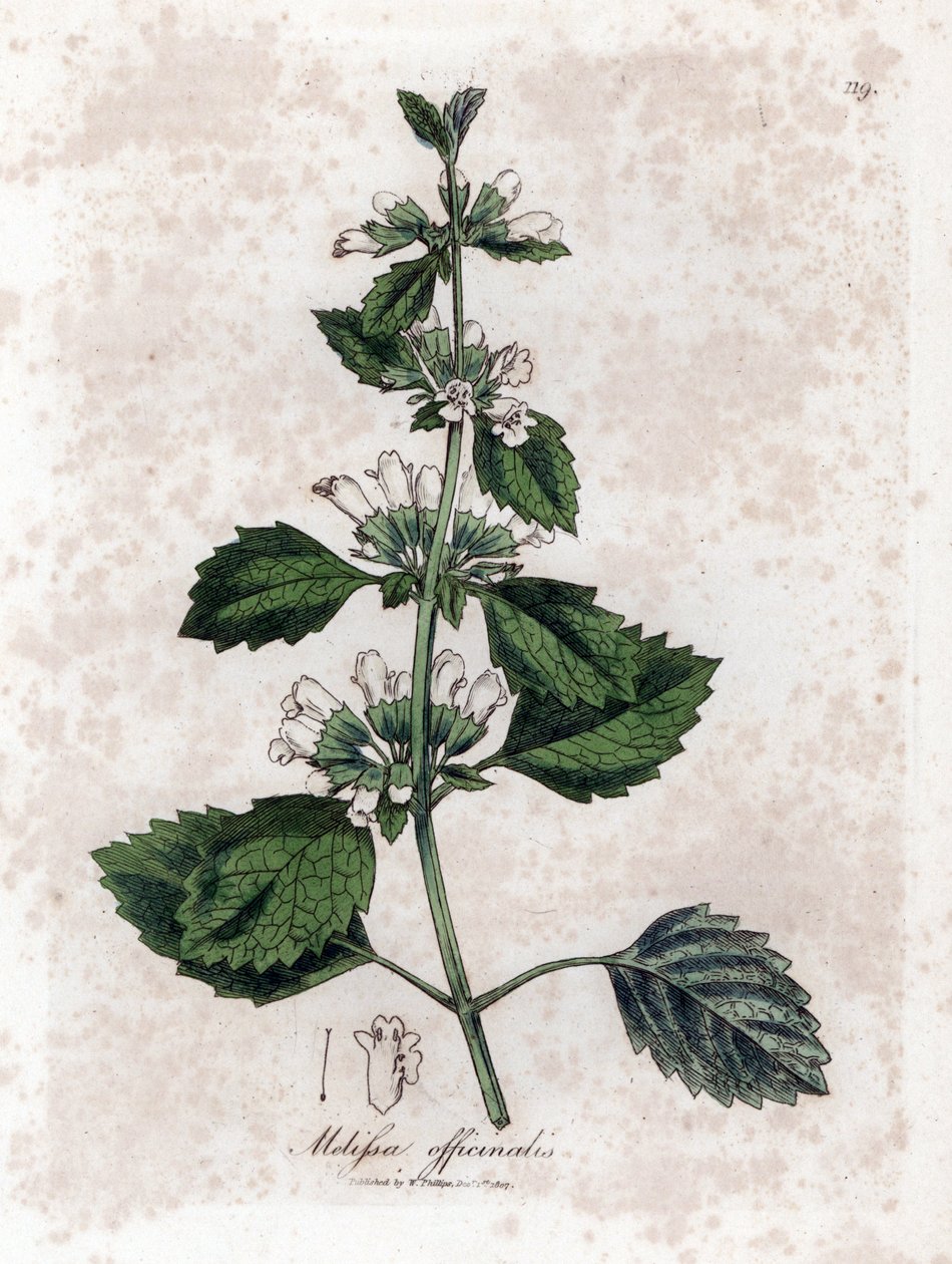 Melisse officinale lub melisse lemongrass - Melisa lekarska, Melissa officinalis. Ręcznie kolorowany miedzioryt z ilustracji botanicznej autorstwa Jamesa Sowerby