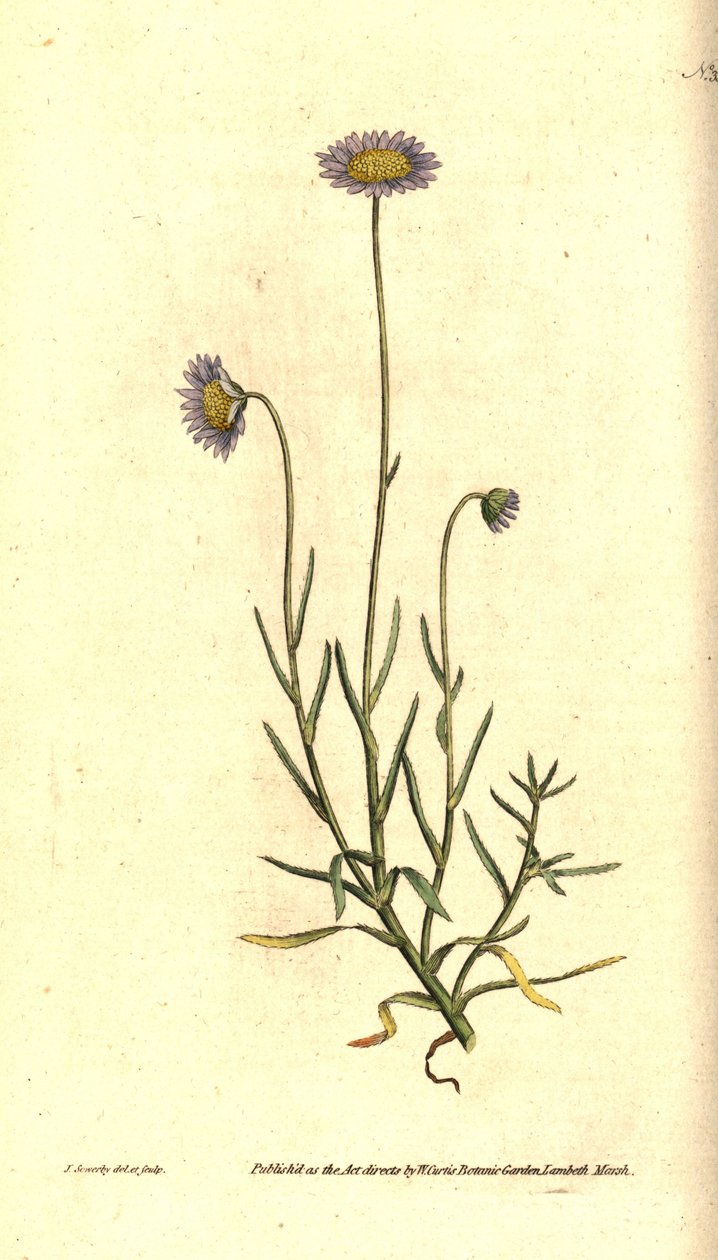 Mignonette Aster - Felicia tenella (Áster de folhas vivas, Aster tenellus). Gravura em placa de cobre colorida à mão e ilustração botânica de James Sowerby da William Curtis