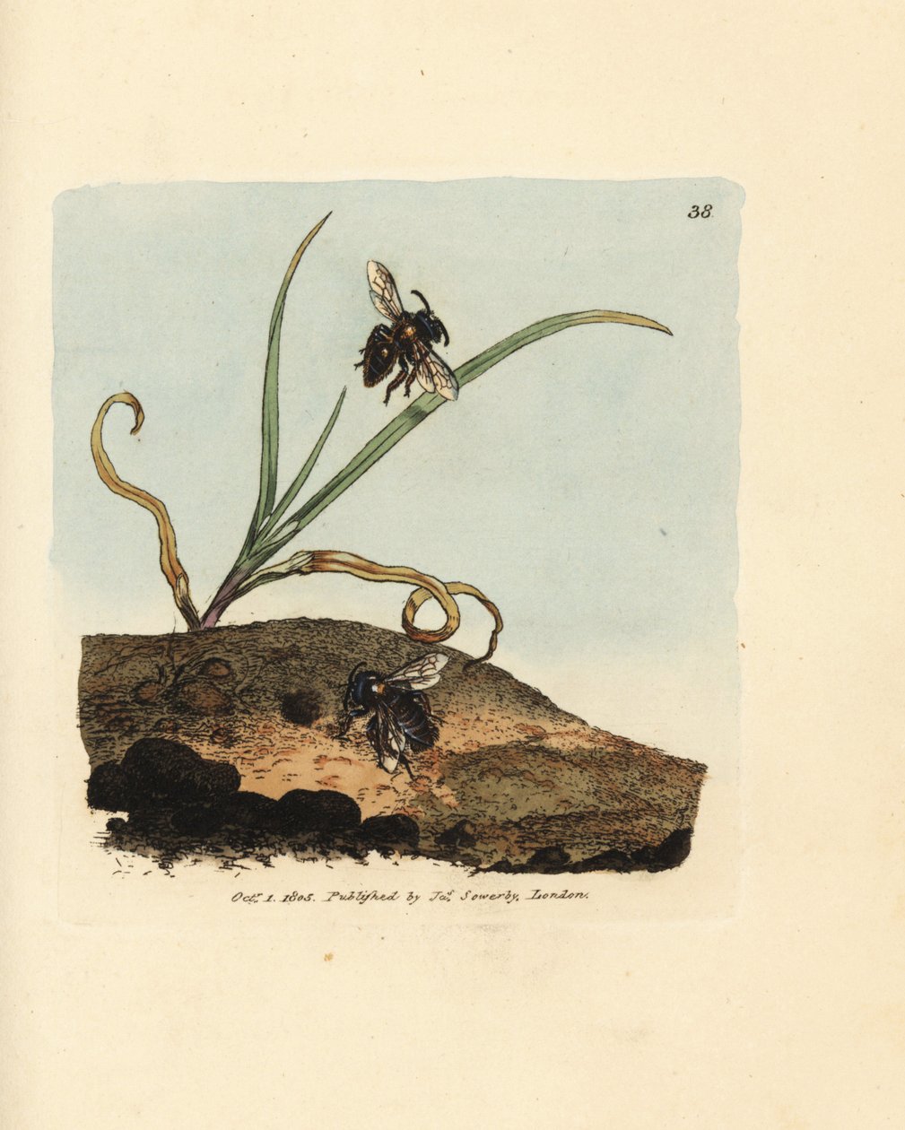 Pszczoła górnicza, Andrena nigroaenea (Melitta nigro-aenea). Ręcznie kolorowany miedzioryt autorstwa Jamesa Sowerby