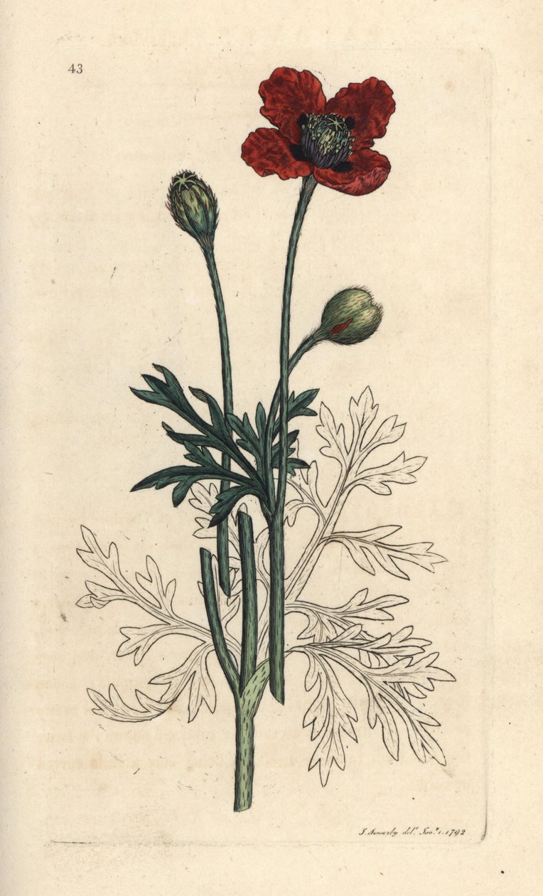 Mak mieszany lub okrągły mak kłujący, Papaver hybridum. Miedzioryt ręcznie kolorowany według ilustracji autorstwa Jamesa Sowerby