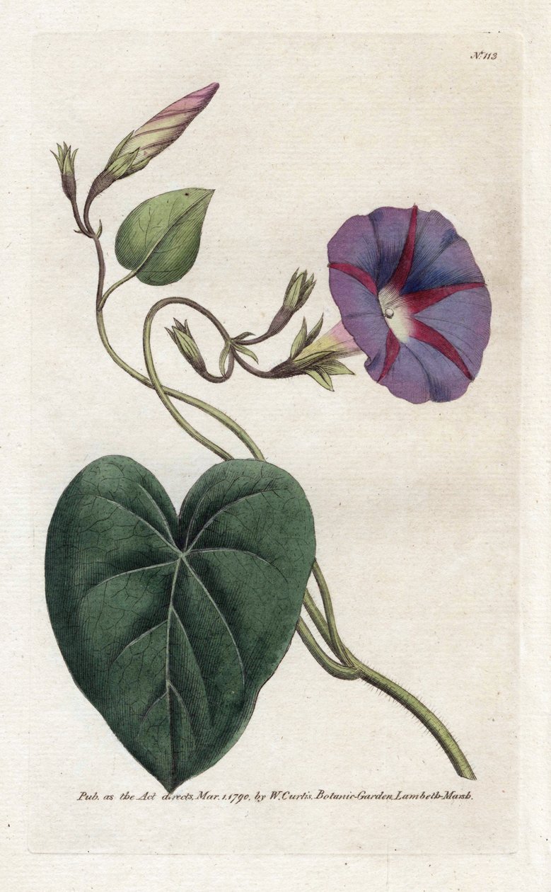 Morning Glory lub Ipomee - litografia Jamesa Sowerby