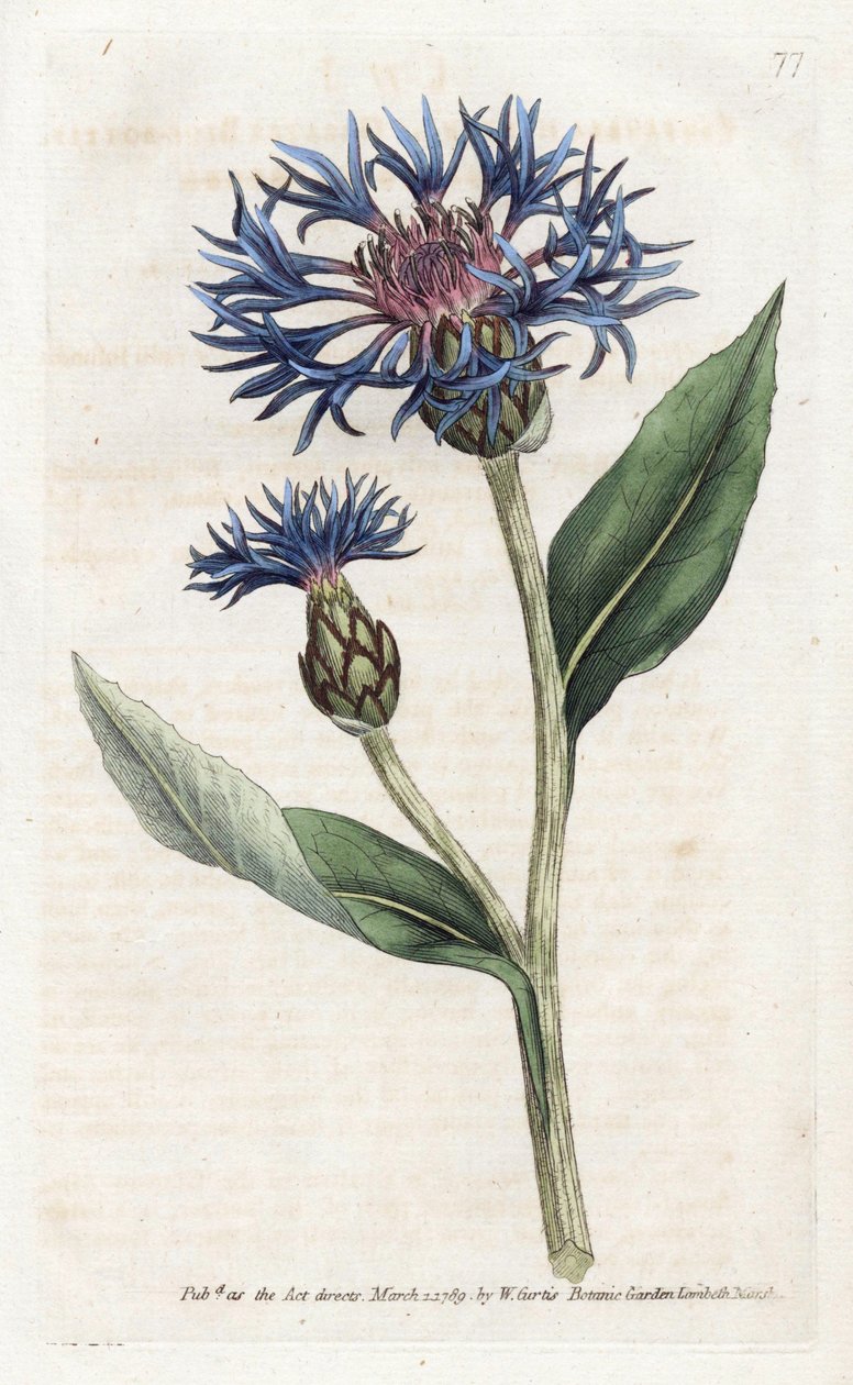 Mountain Centauree lub Perennial Blueberry - litografia Jamesa Sowerby