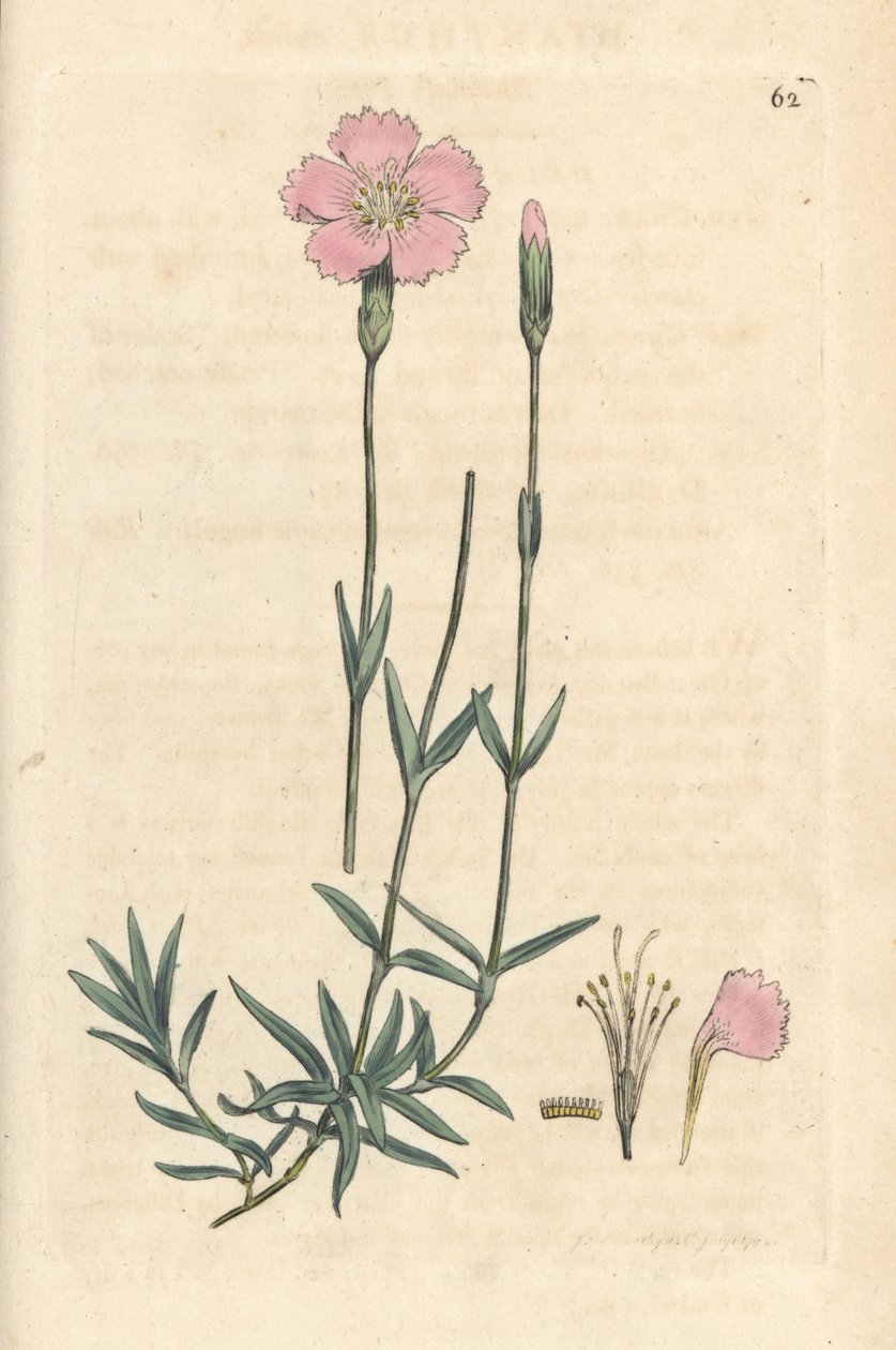 Różowy górski, Dianthus caesius. Miedzioryt ręcznie kolorowany według ilustracji autorstwa Jamesa Sowerby