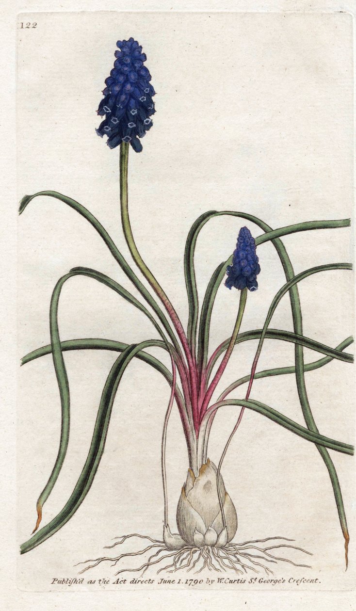 Pęczek muscari lub muscari neglige - litografia Jamesa Sowerby