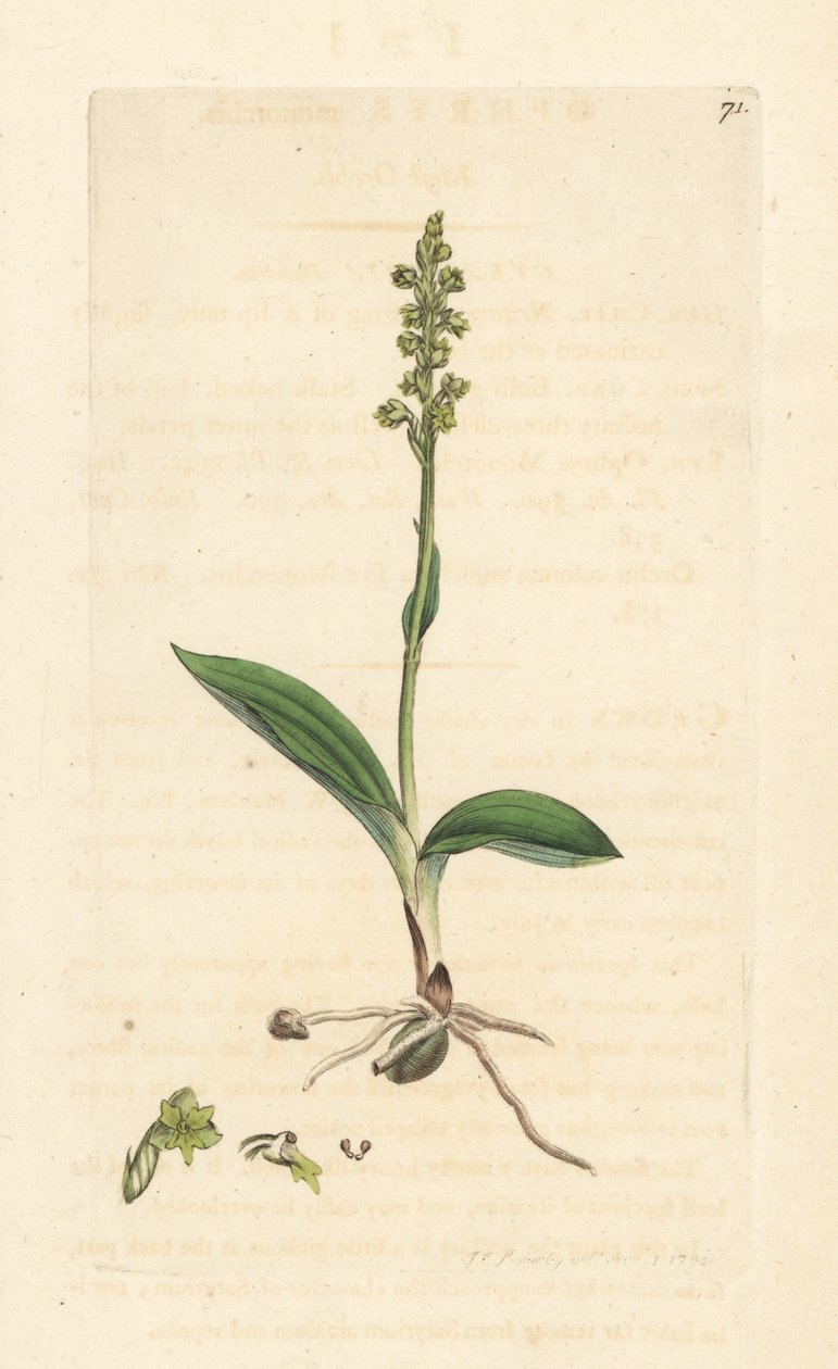 Orchidea piżmowa, Herminium monorchis (storczyk piżmowy, Ophrys monorchis). Miedzioryt ręcznie kolorowany według ilustracji autorstwa Jamesa Sowerby