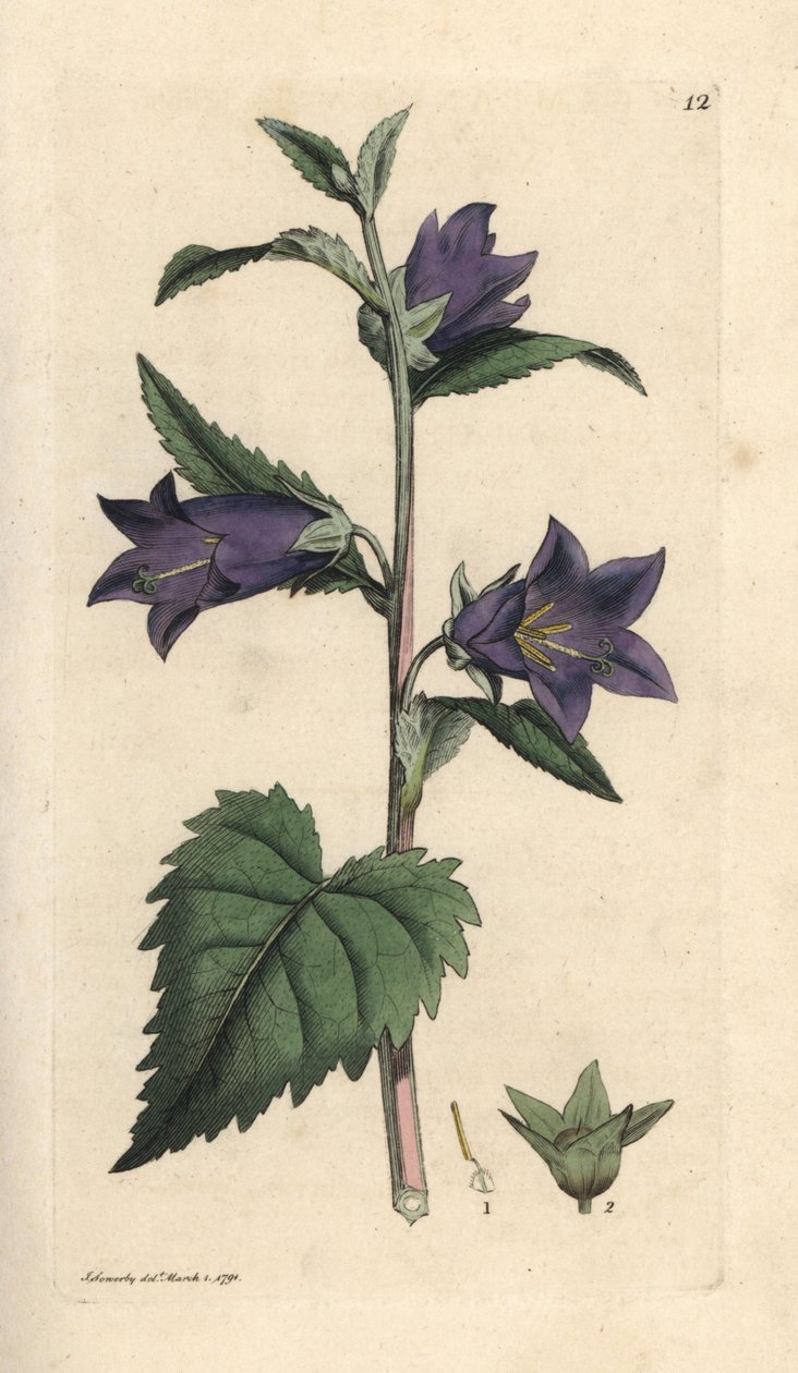 Dzwonek liściasty pokrzywy, Campanula trachelium (Campanule gantelee) Ręcznie kolorowany miedzioryt według ilustracji Jamesa Sowerby