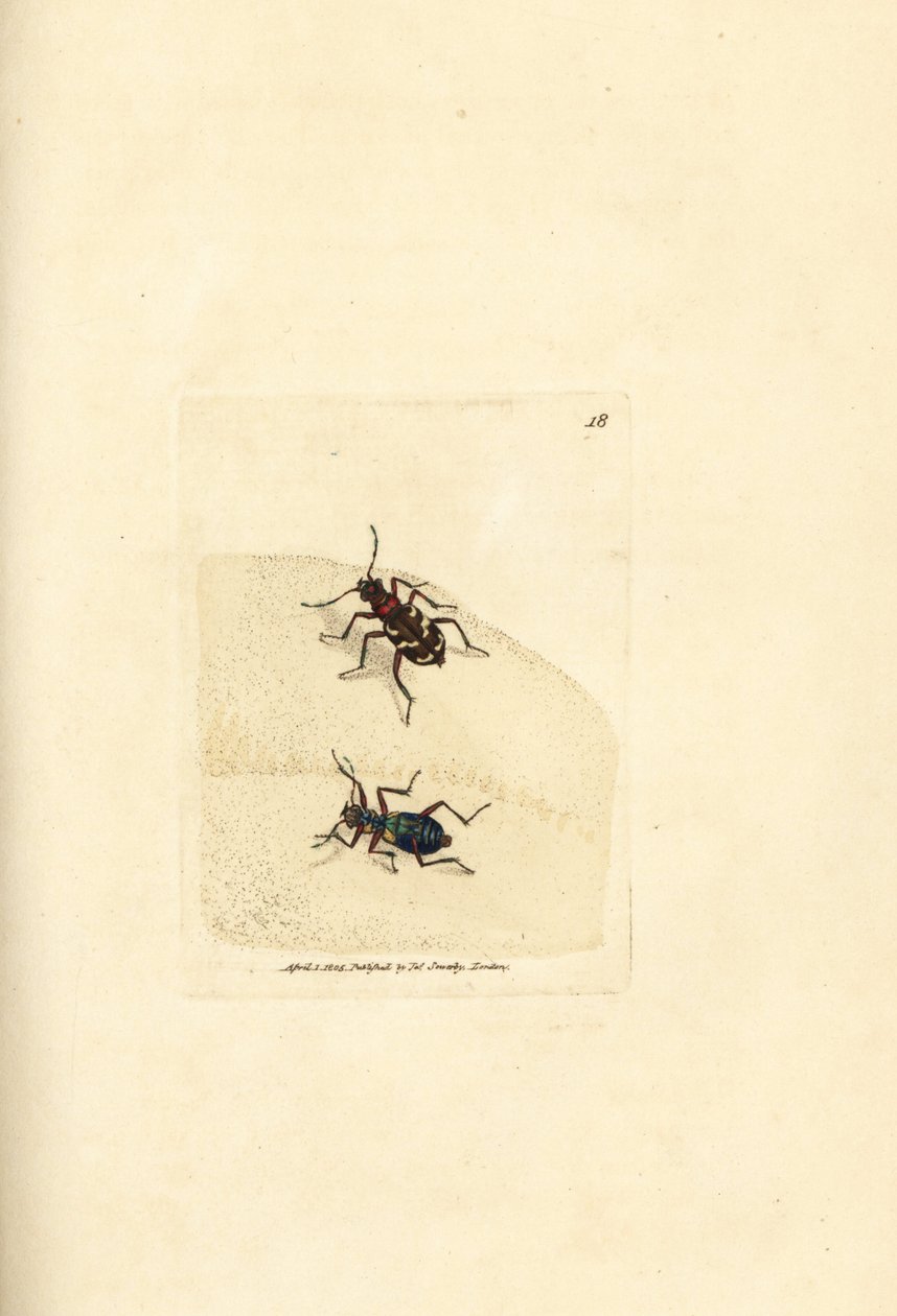Północny chrząszcz tygrysi wydmowy, Cicindela hybrida. Miedzioryt ręcznie barwiony autorstwa Jamesa Sowerby