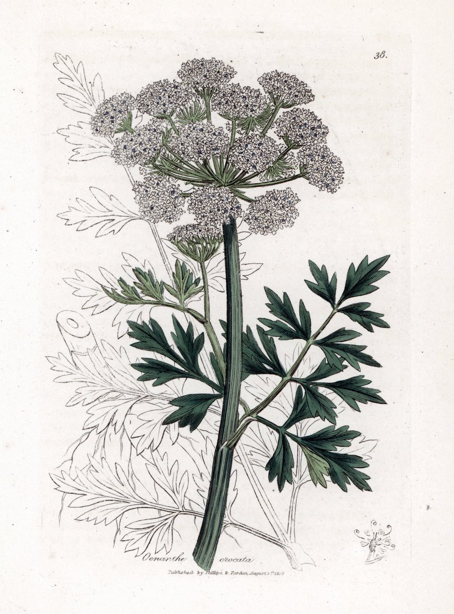 Oenanthe safranee - Kroplówka wodna Hemlock, Oenanthe crocata. Ręcznie kolorowany miedzioryt z ilustracji botanicznej autorstwa Jamesa Sowerby