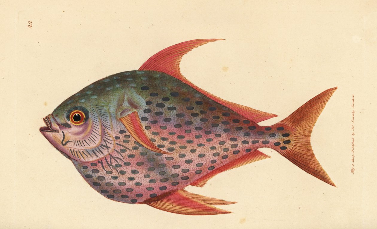 Opah, Lampris guttatus (Zeus opah). Miedzioryt ręcznie barwiony autorstwa Jamesa Sowerby