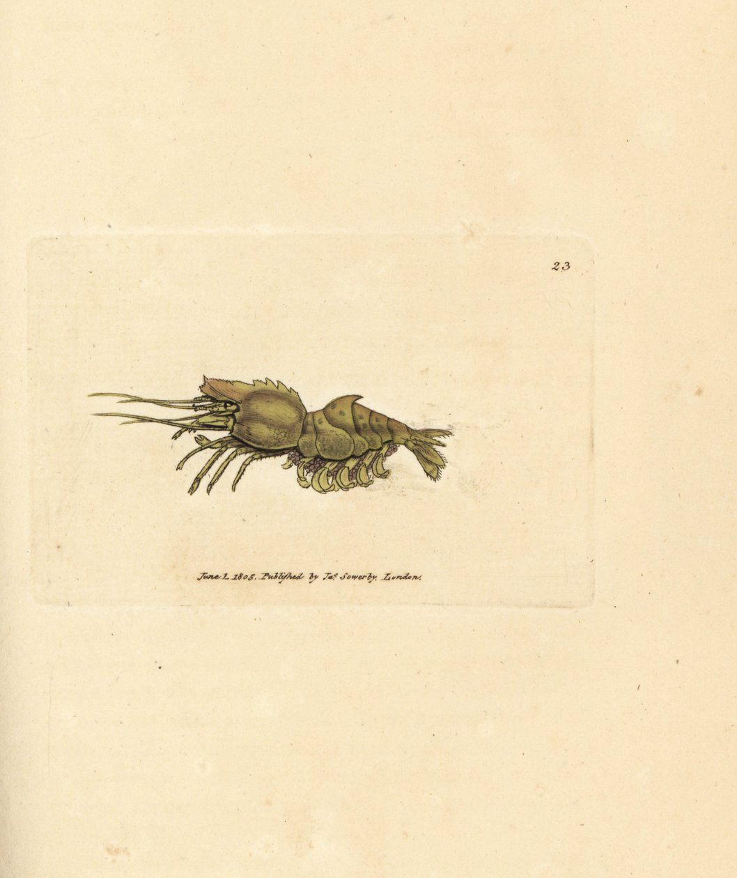 Krewetki papuzie, Spirontocaris spinus (krewetki grzbietowe; Cancer spinus). Miedzioryt ręcznie barwiony autorstwa Jamesa Sowerby