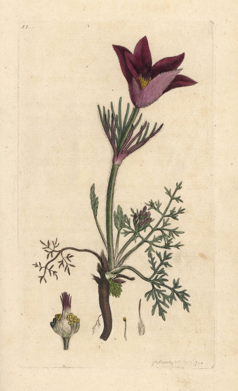 Pasqueflower, Anemone pulsatilla (pulsatille) Odręczny miedzioryt według ilustracji Jamesa Sowerby