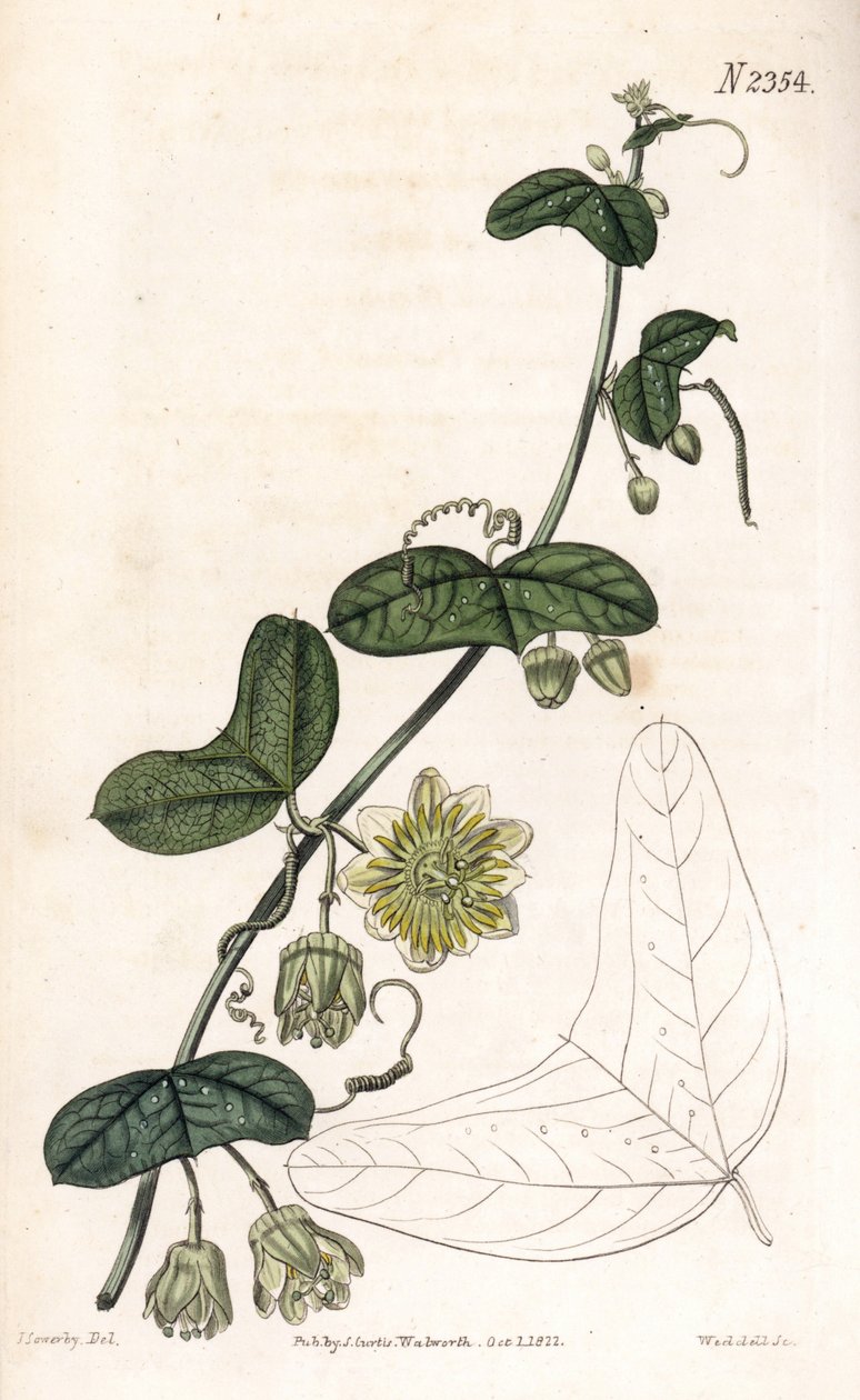 Odmiana passiflory - Passiflora biflora (marakui półksiężycowatej, Passiflora lunata). Ręcznie kolorowany miedzioryt Weddella na podstawie ilustracji autorstwa Jamesa Sowerby