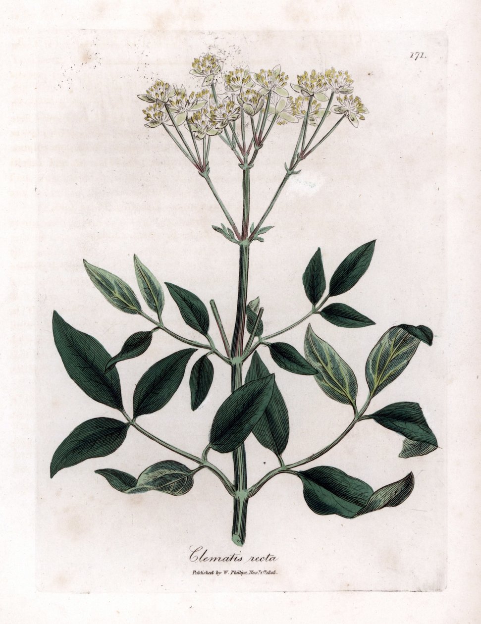 Powojnik wieloletni - altana wyprostowana, Clematis recta. Ręcznie kolorowany miedzioryt z ilustracji botanicznej autorstwa Jamesa Sowerby