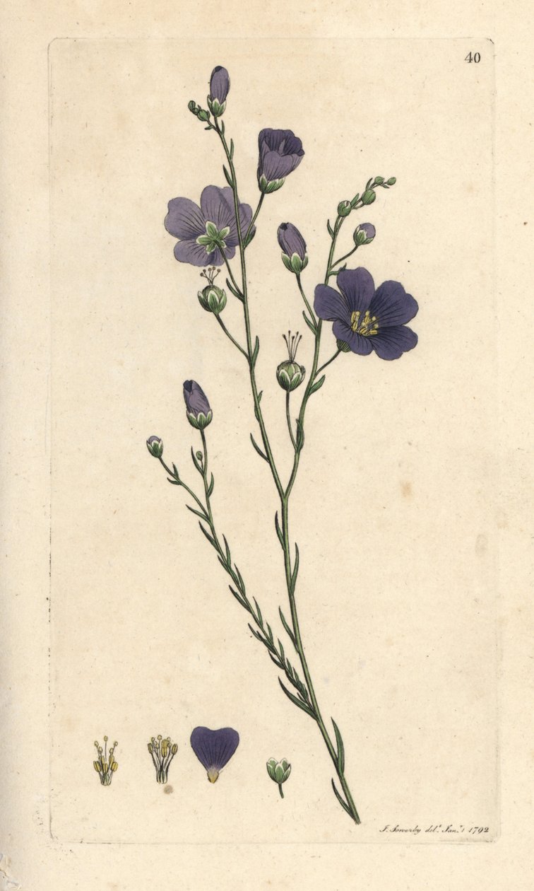 Len wieloletni , Linum perenne (len perace) Ręcznie kolorowany miedzioryt według ilustracji Jamesa Sowerby