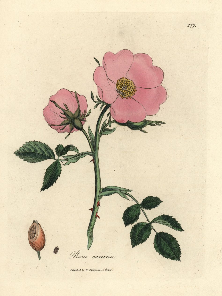 Różowa psia róża z dziką różą, Rosa canina autorstwa James Sowerby