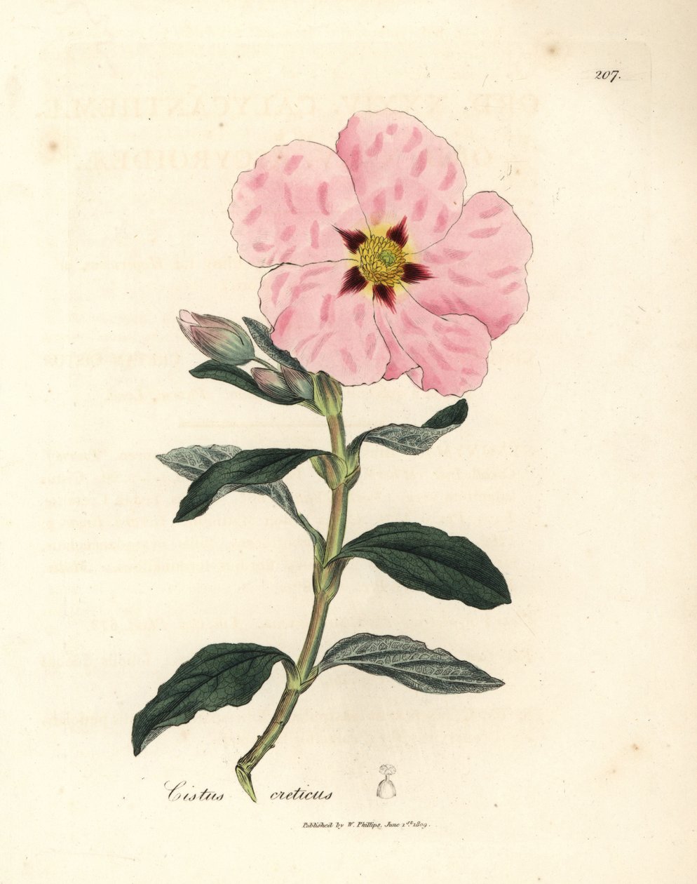 polish autorstwa James Sowerby